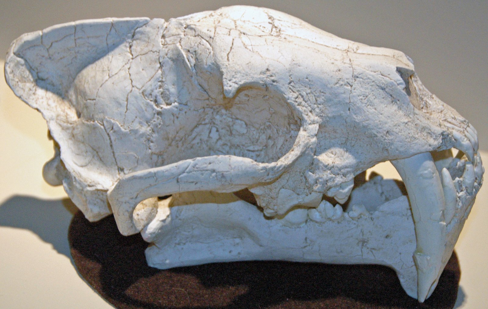 Stenailurus: The River’s Edge Stalker (image credits: wikimedia)