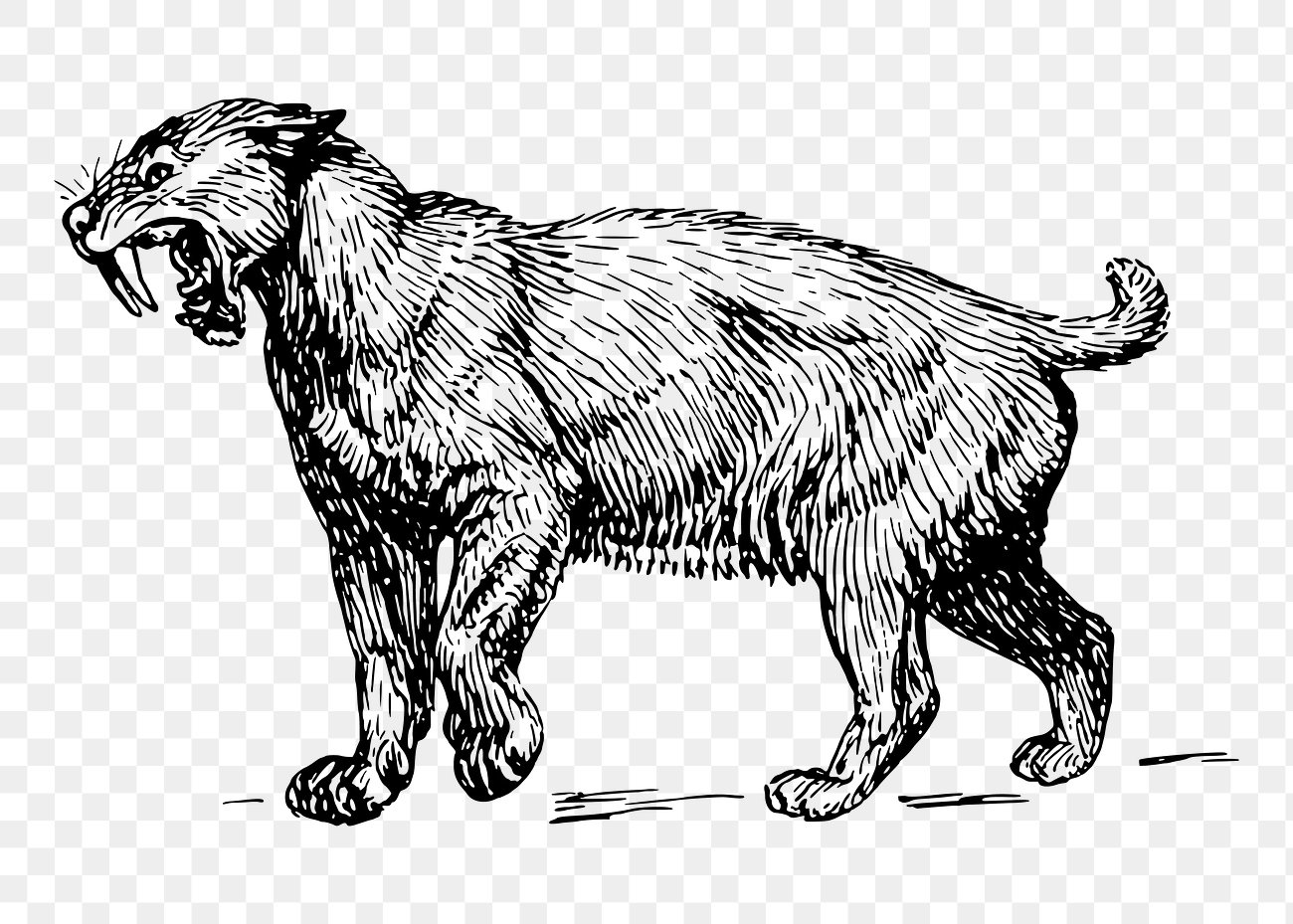 Eusmilus: The Cat With the Longest Sabers (image credits: rawpixel)