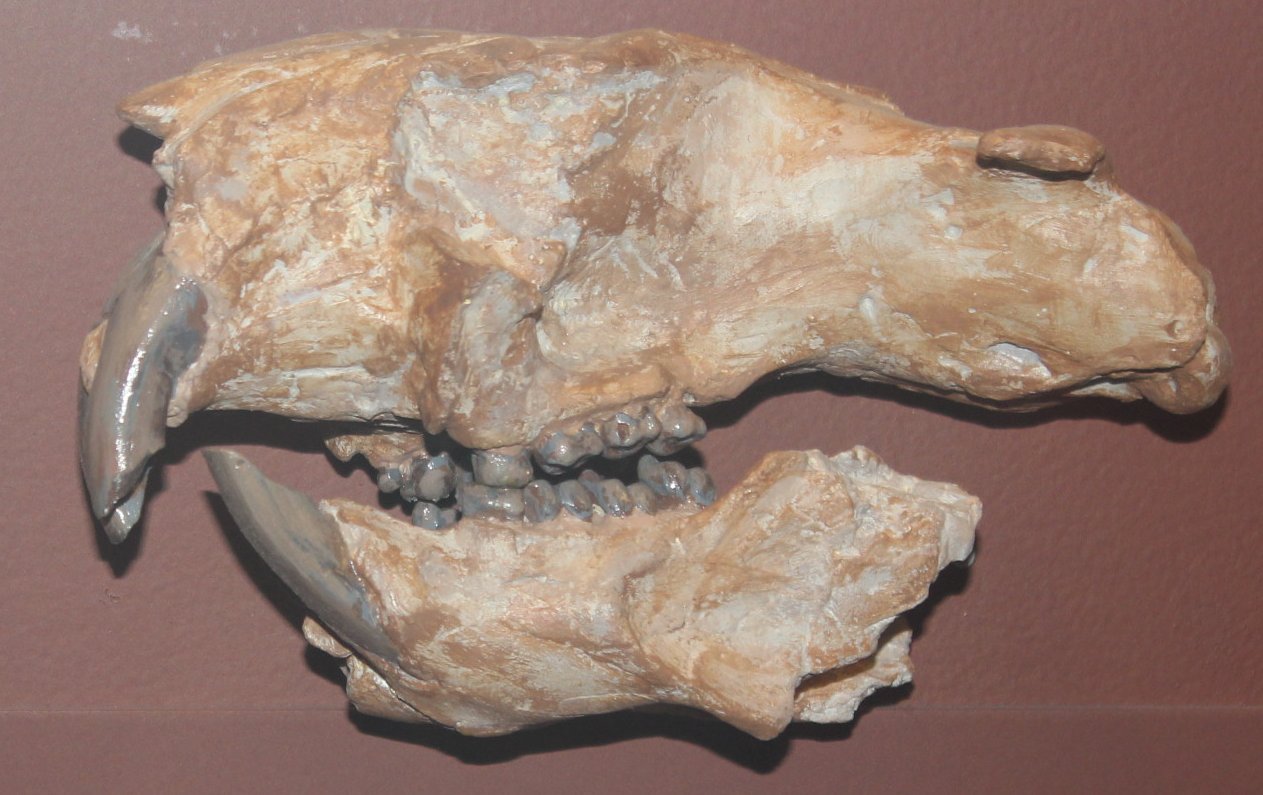 Hoplophoneus: The Bulldog of the Saber-Tooth World (image credits: wikimedia)