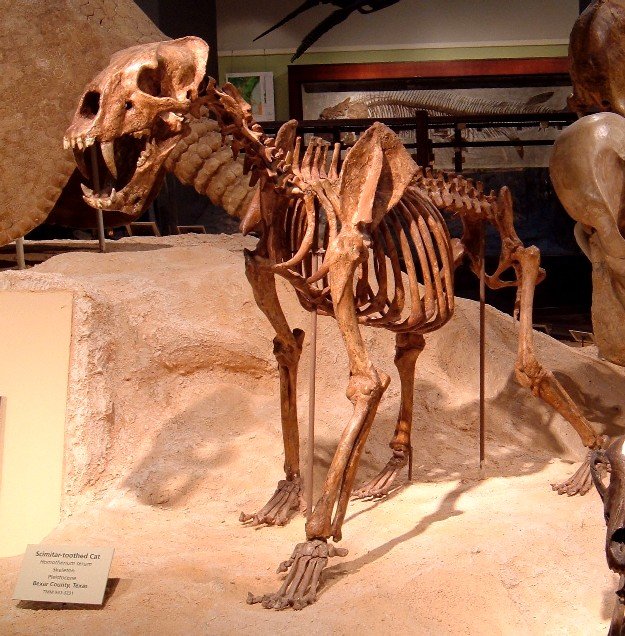 2. Homotherium: The Scimitar Cat’s Secret Weapon (image credits: wikimedia)