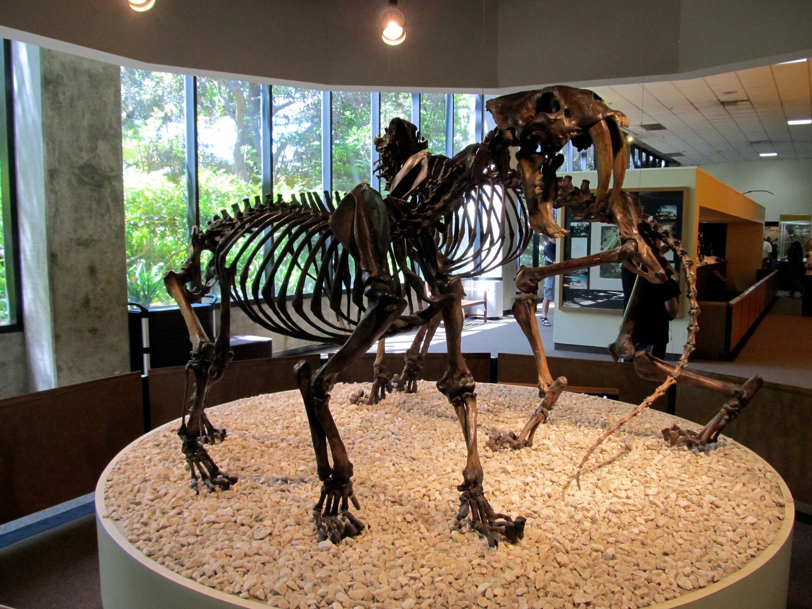 6. Smilodon’s Jaw Power: A Bite for the Ages (image credits: wikimedia)
