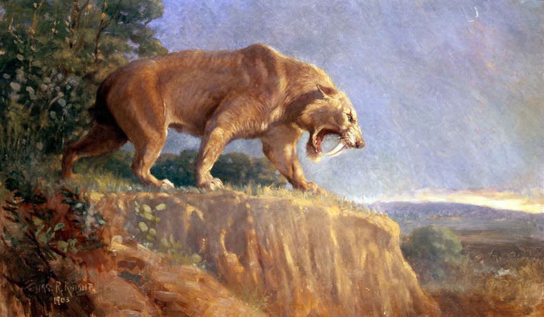 16. Smilodon’s Disappearing Act: The Mystery of Extinction (image credits: wikimedia)