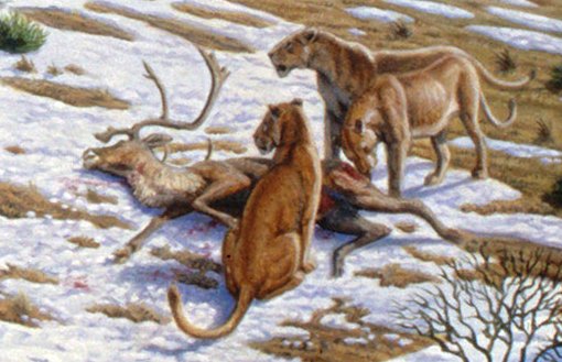 19. Panthera spelaea’s Cold-Weather Coat (image credits: wikimedia)