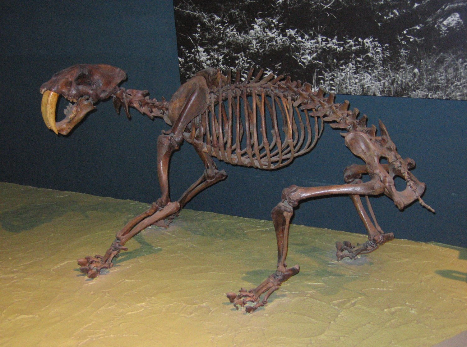 21. Smilodon in the La Brea Tar Pits: Fossil Jackpot (image credits: wikimedia)