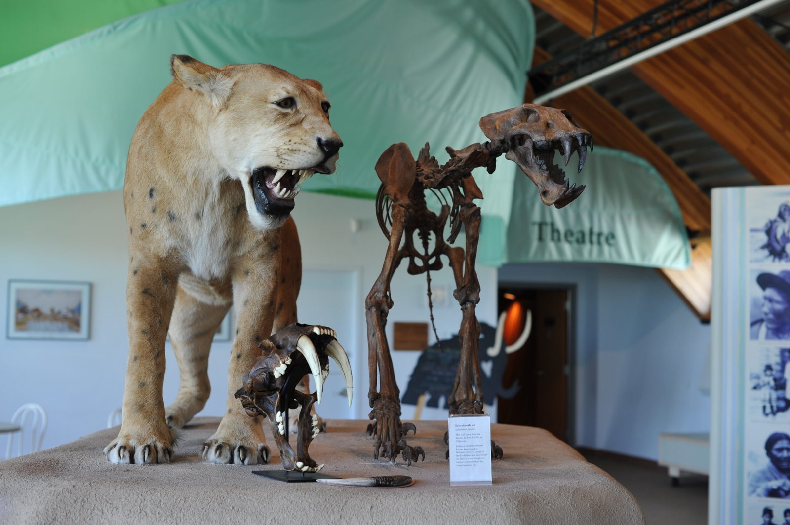 22. Homotherium’s Unique Skeleton: Standing Tall (image credits: wikimedia)