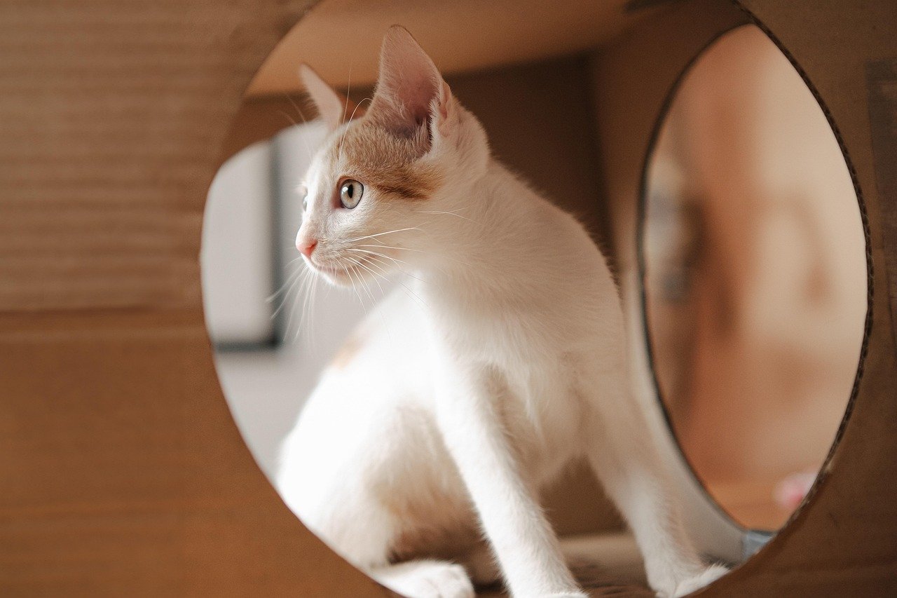 Sensory Whiskers That Detected Prey Movement in Total Darkness (image credits: pixabay)