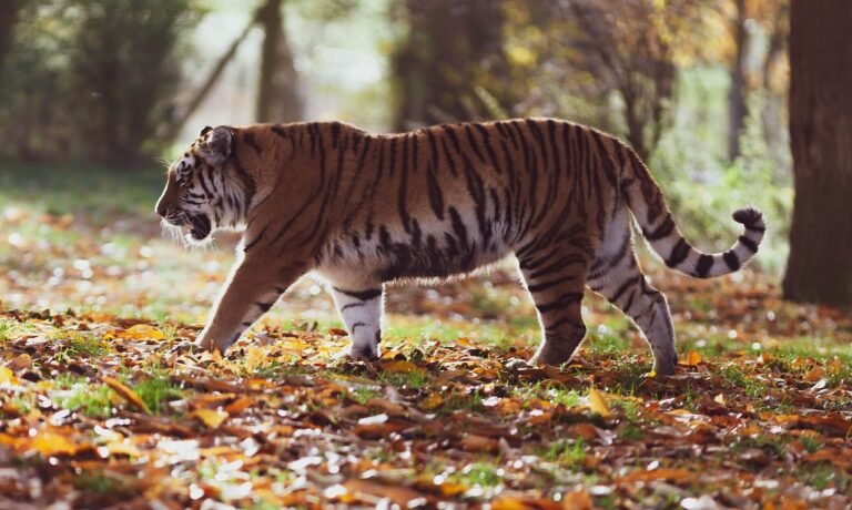 Conclusion: Nature's Ultimate Killing Machines