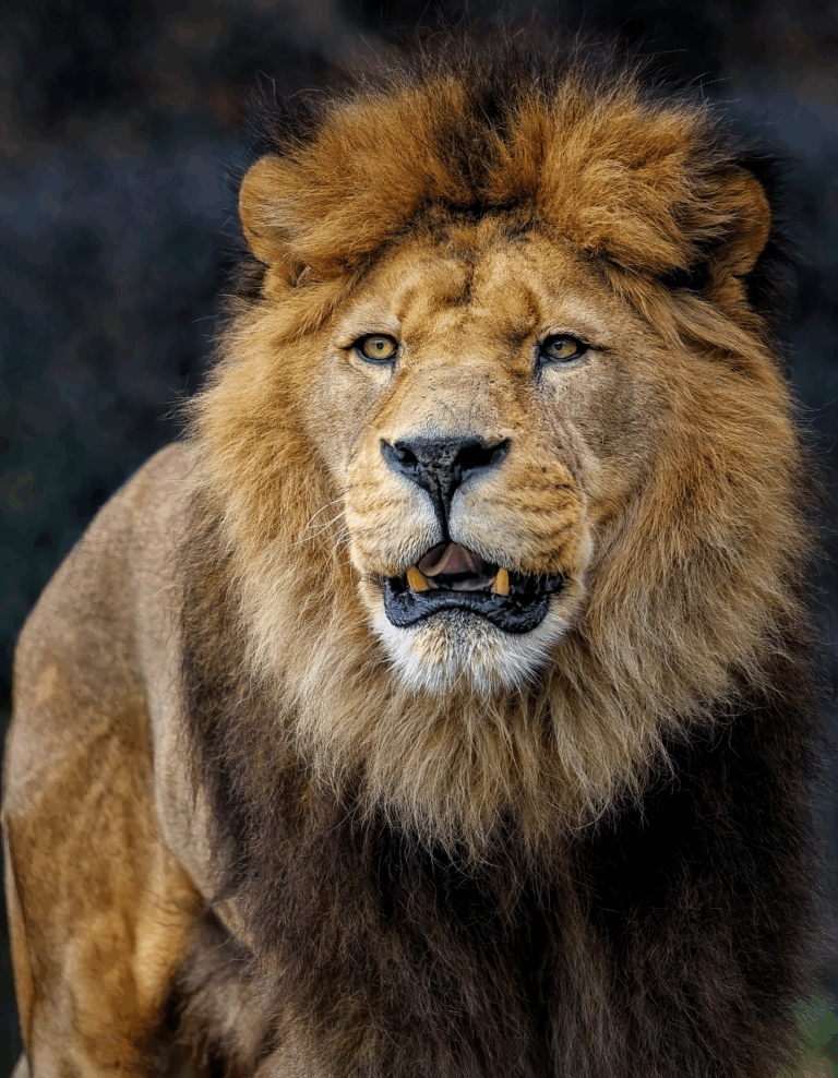 Built for the Kill: The Terrifying Anatomy of 5 Prehistoric Cats