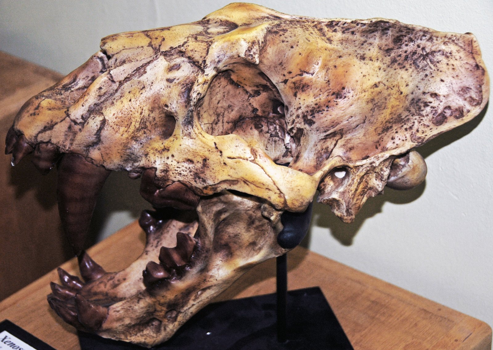 Romanian Cave Reveals Saber-Toothed Cats That Hibernated (image credits: wikimedia)