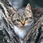 Brazilian Amazon Uncovers Saber-Toothed Cats That Lived in Trees