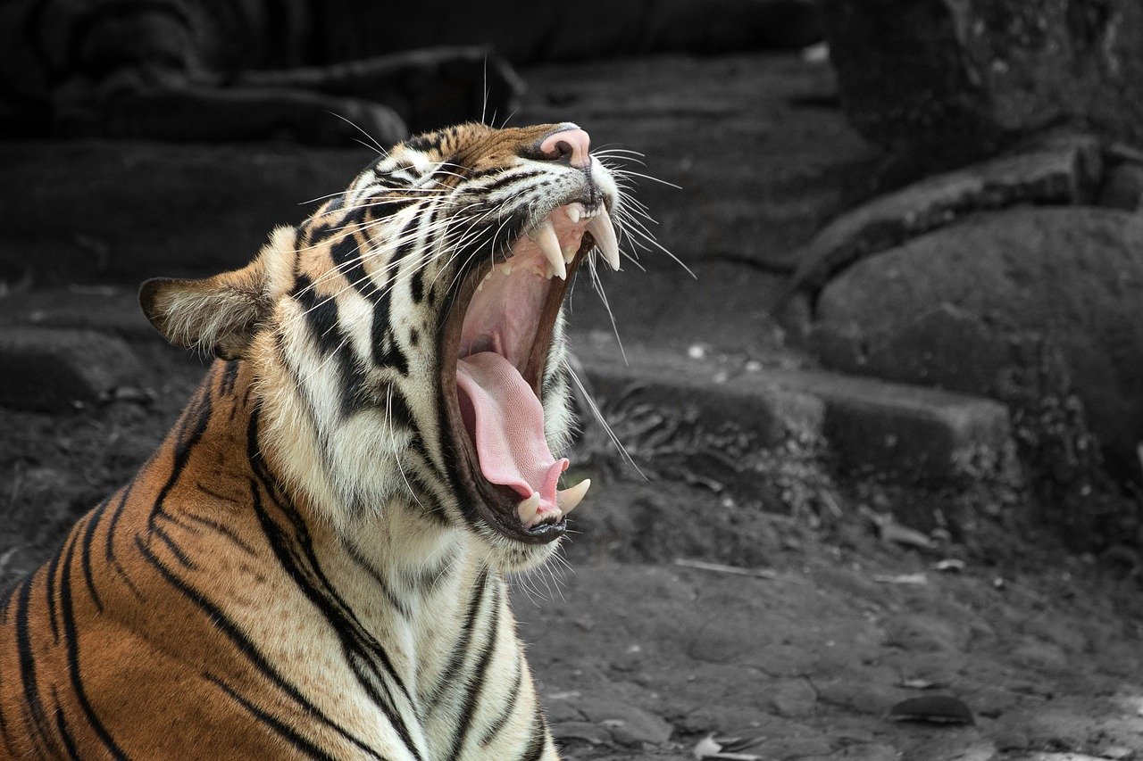 Those Iconic Fangs Were Actually Fragile Weapons (image credits: pixabay)