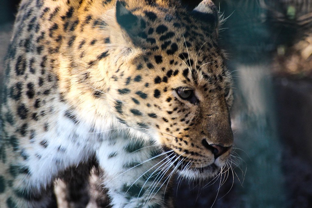 Some Had Spots Like Modern Jaguars (image credits: flickr)