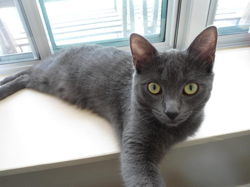 The Curious Window Watcher (image credits: flickr)