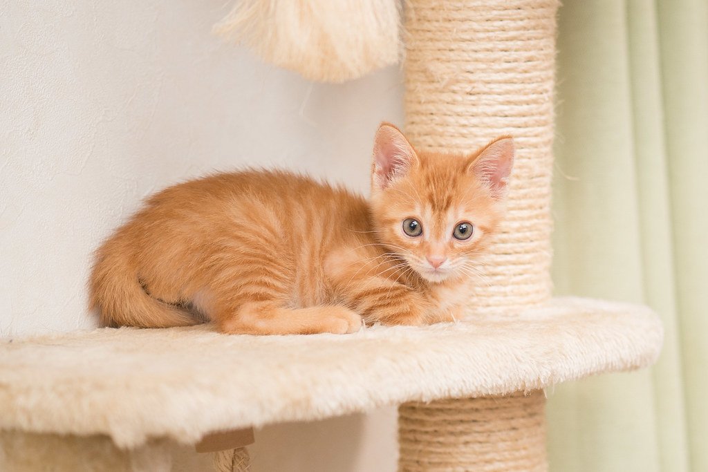 The Comfort Seeker (image credits: flickr)