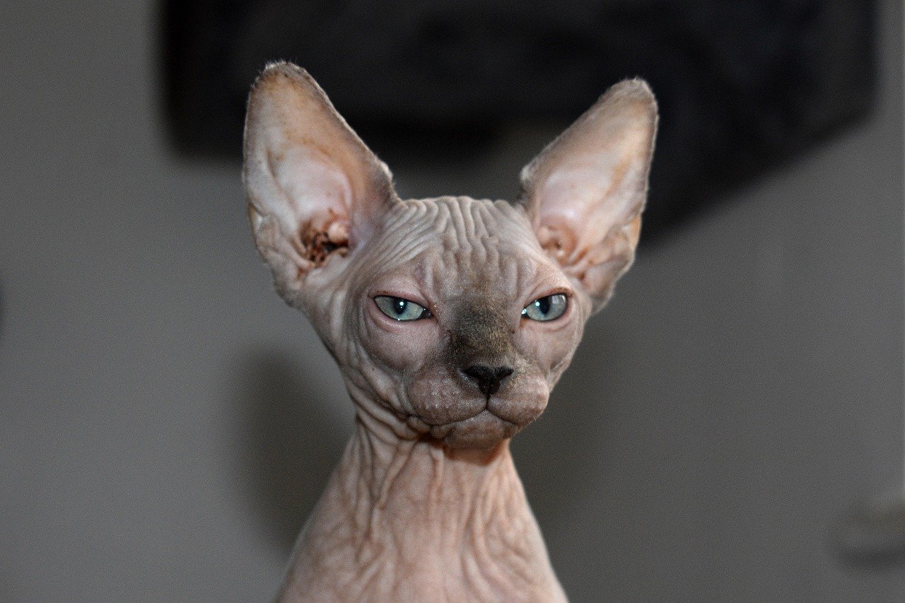 Ears Forward in Playful Mode (image credits: pixabay)
