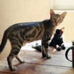 France's Café Cats: Bohemian Companions of Parisian Life