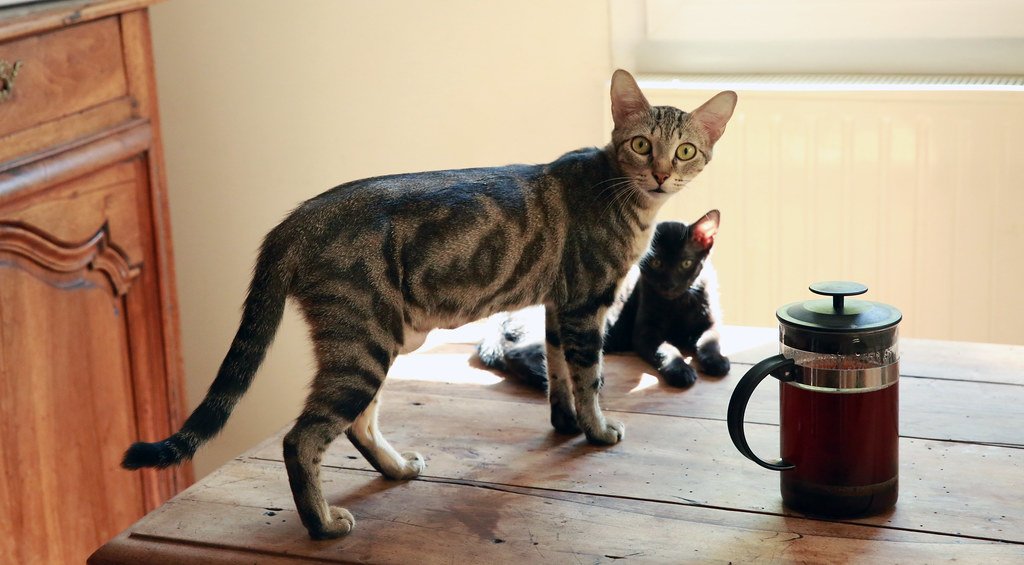 France's Café Cats: Bohemian Companions of Parisian Life