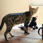 Kittens Around the World — How Different Cultures Celebrate Felines