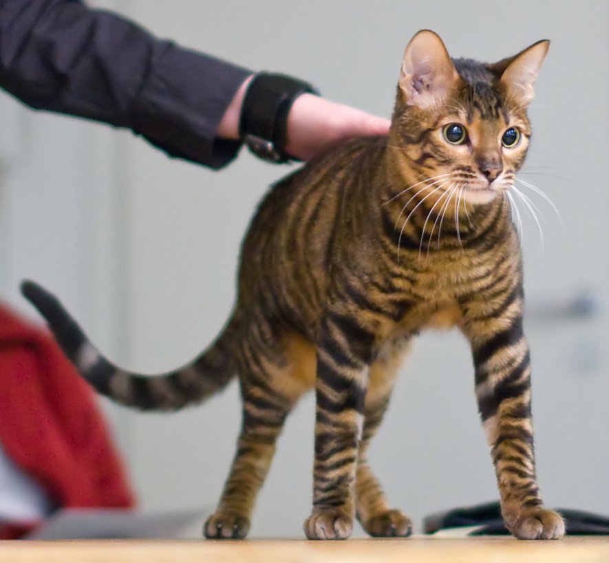 Toyger: The Miniature Tiger Project (image credits: wikimedia)