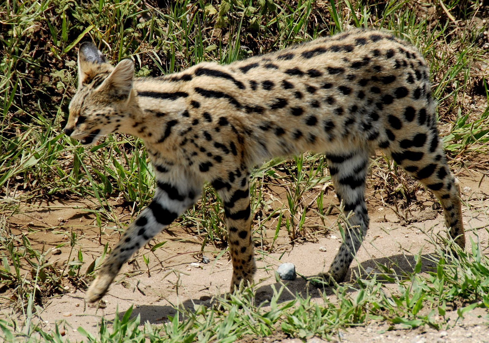 Serengeti: The Wildcat That Never Was (image credits: wikimedia)
