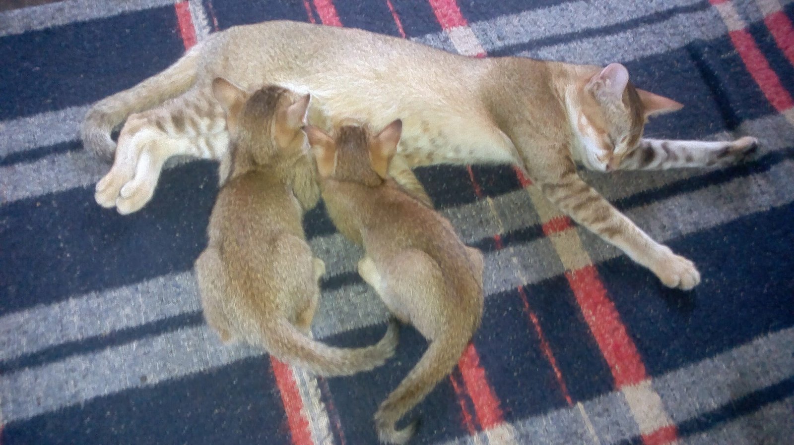 The Future of Cat Hybrids (image credits: wikimedia)