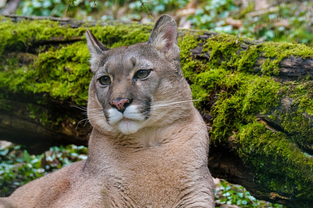 Pumas Are Marathon Runners Like Sled Dogs (image credits: pixabay)