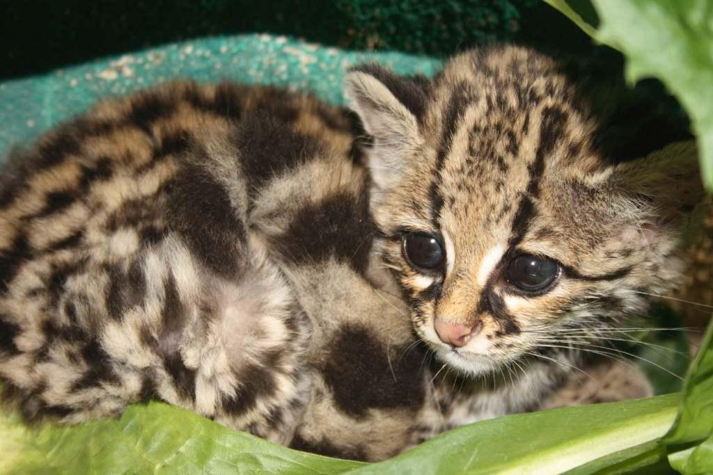 Margays Are Acrobatic Tree Dogs (image credits: wikimedia)