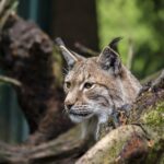 15 Big Cats With Traits More Dog-Like Than Feline
