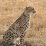 7 Times Cheetahs Proved They're More Than Just Fast