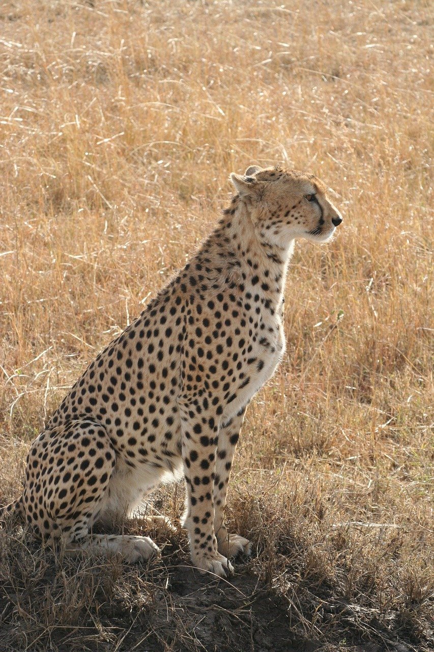 7 Times Cheetahs Proved They're More Than Just Fast