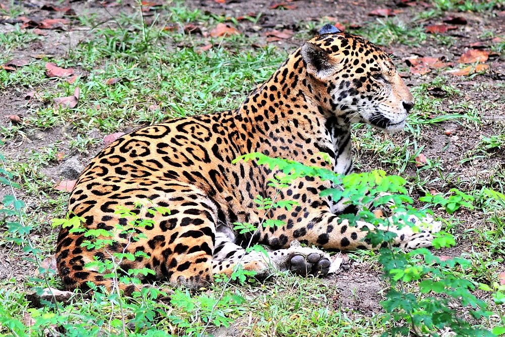 Ancient Maya: The Jaguar God of the Underworld (image credits: flickr)