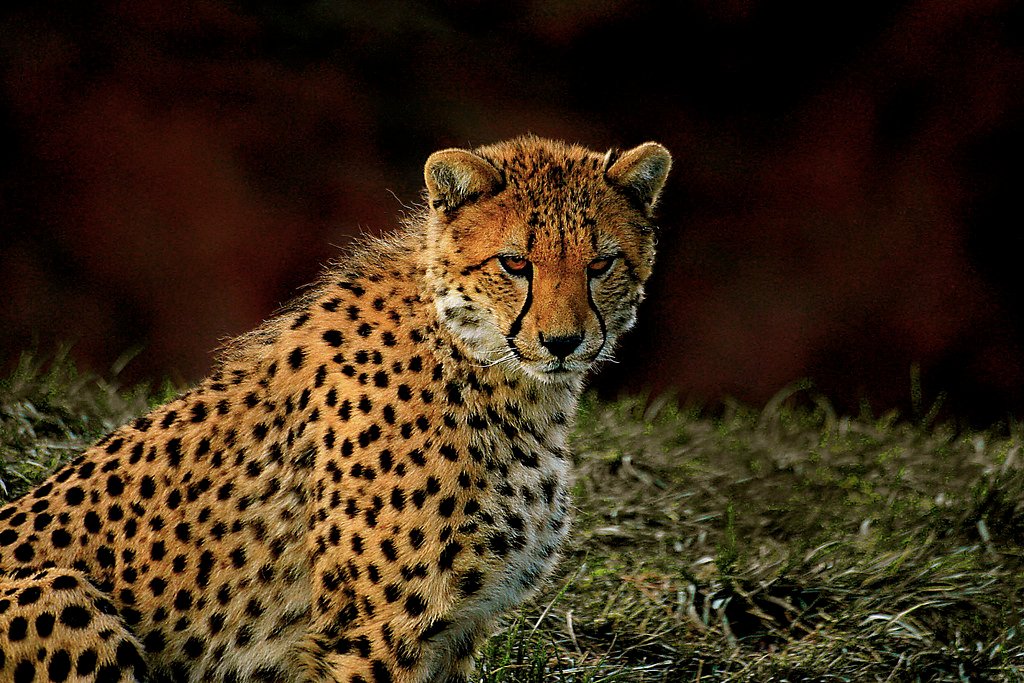Cheetahs Have Non-Retractable Claws Like Dogs (image credits: flickr)