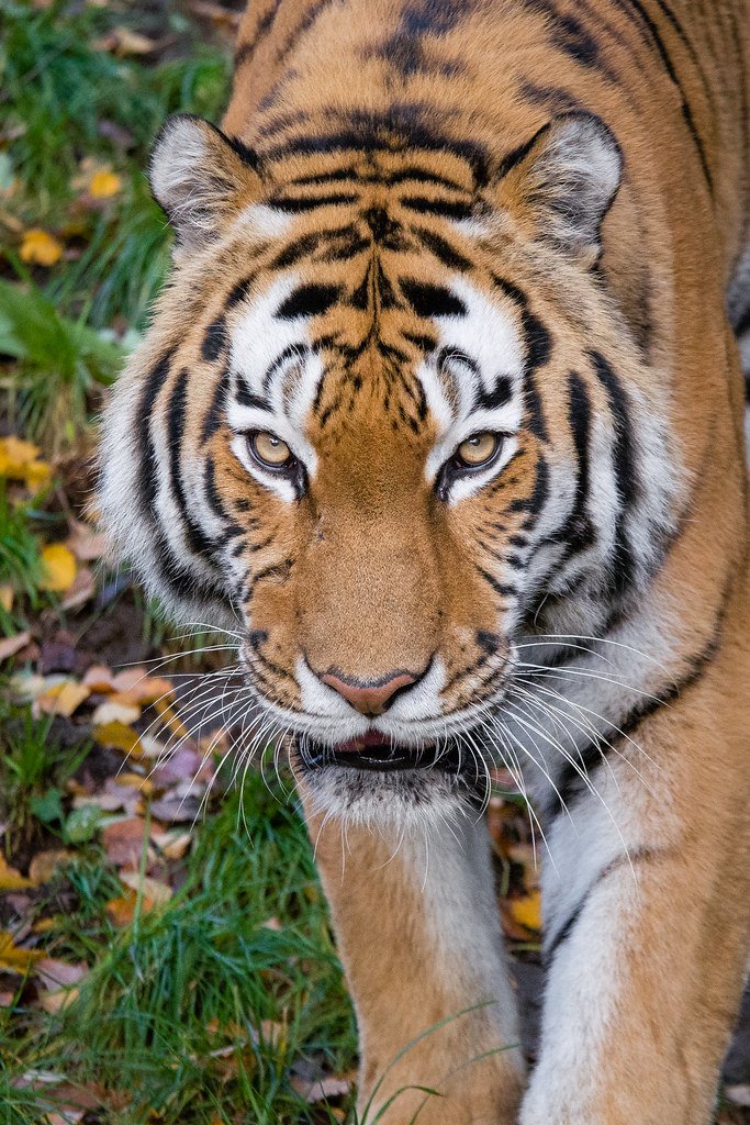 Tigers Can See in the Dark Six Times Better Than Humans (image credits: flickr)