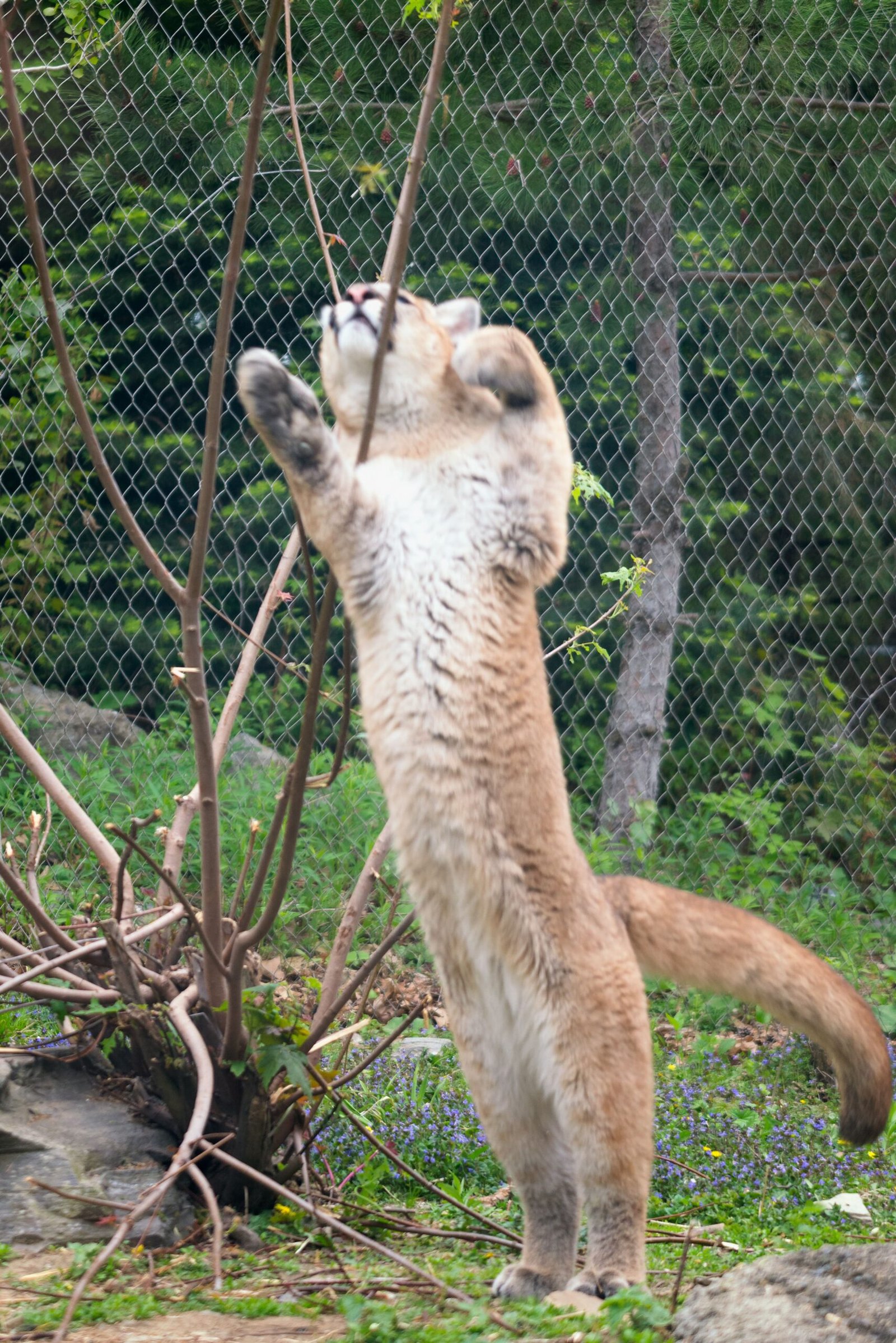 Pumas Can Jump 40 Feet Horizontally (image credits: wikimedia)