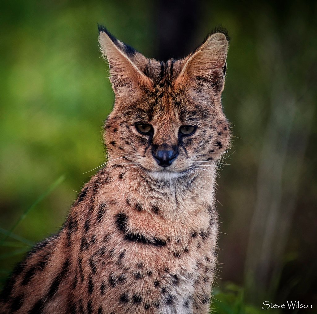 Servals Have the Longest Legs Relative to Body Size (image credits: flickr)