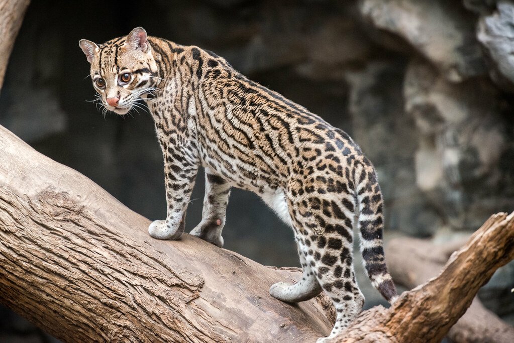 Ocelots Have Unique Spot Patterns Like Human Fingerprints (image credits: flickr)
