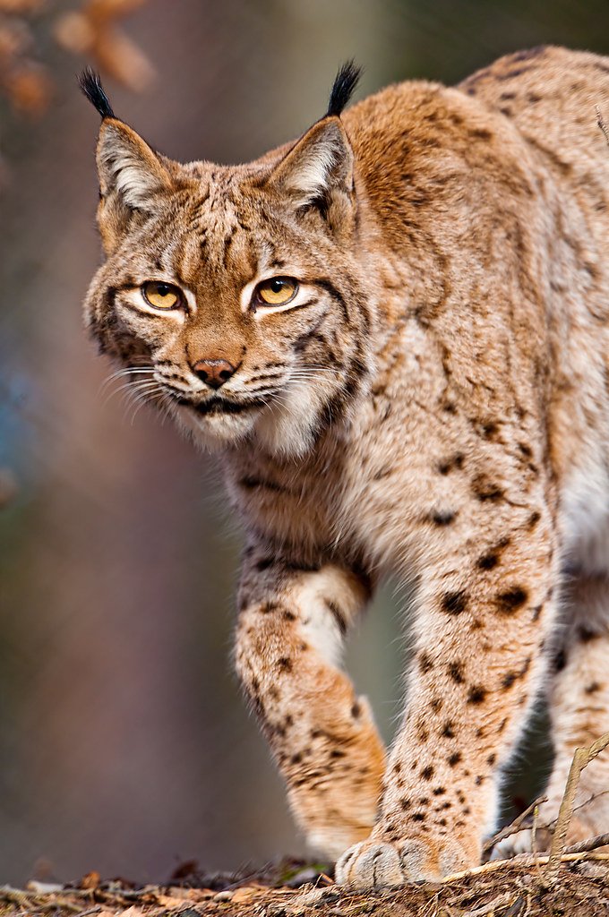 12 Weird Adaptations That Help Big Cats Survive Anywhere