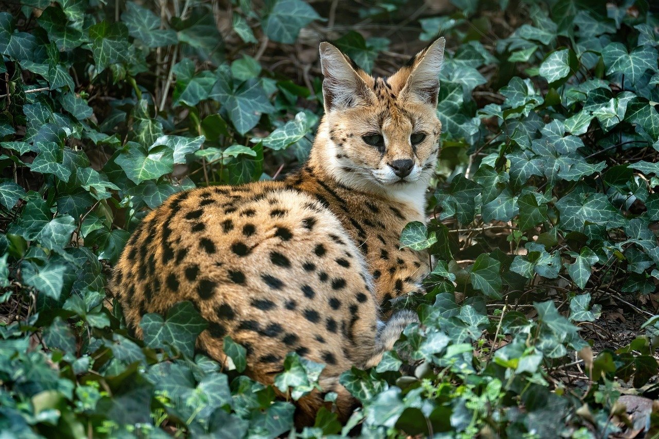 Human-Wildlife Conflict Is Driving Behavioral Changes (image credits: pixabay)