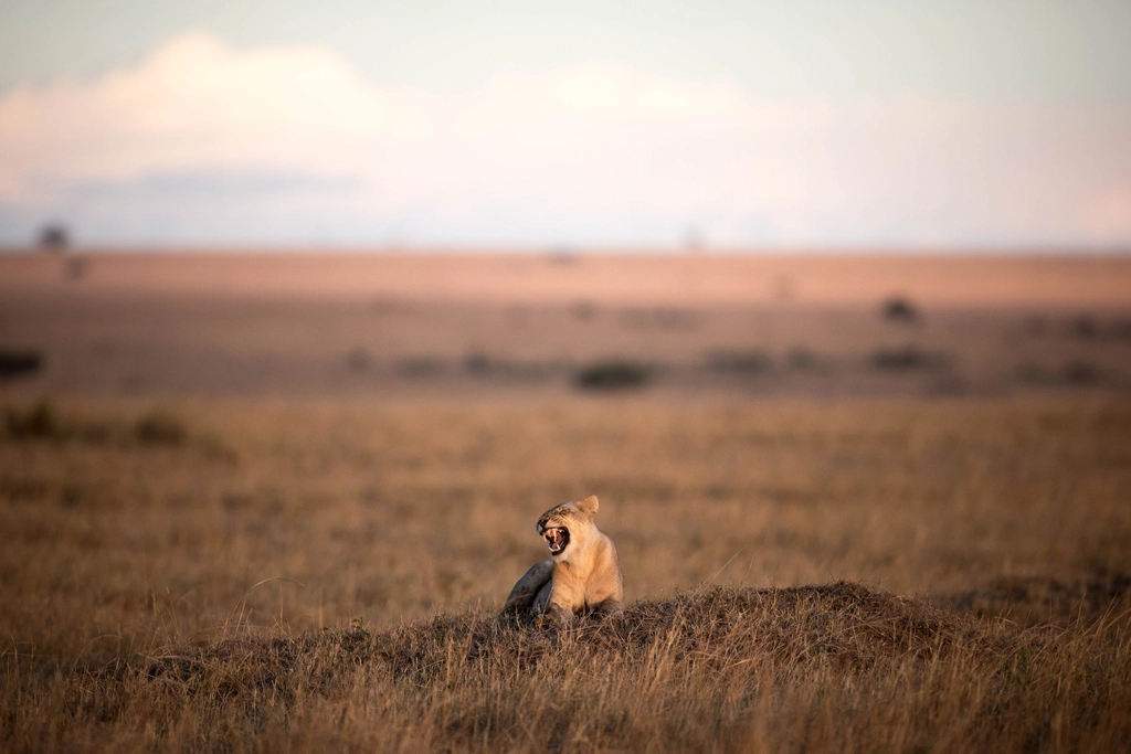 The Future of Big Cats Depends on Our Choices (image credits: rawpixel)