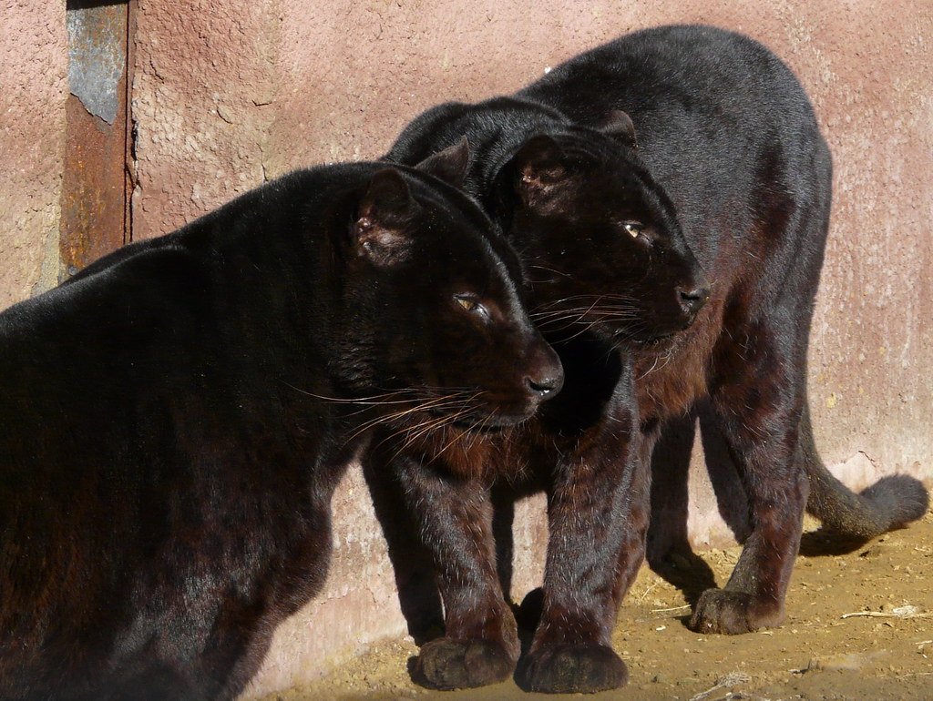 Black Panthers Are a Different Species (image credits: flickr)