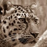 6 Myths About Leopards — Busted by Science
