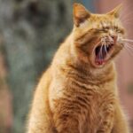 10 Big Cats You've Never Heard Of — But Should