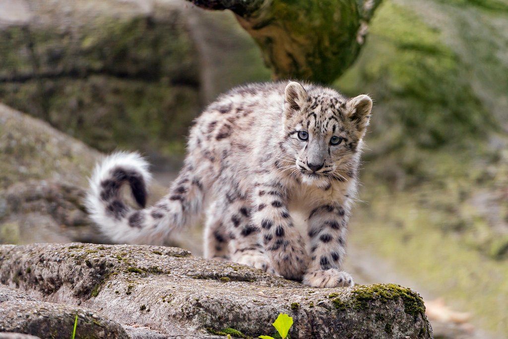 Tail Tales of Balance and Warmth (image credits: flickr)