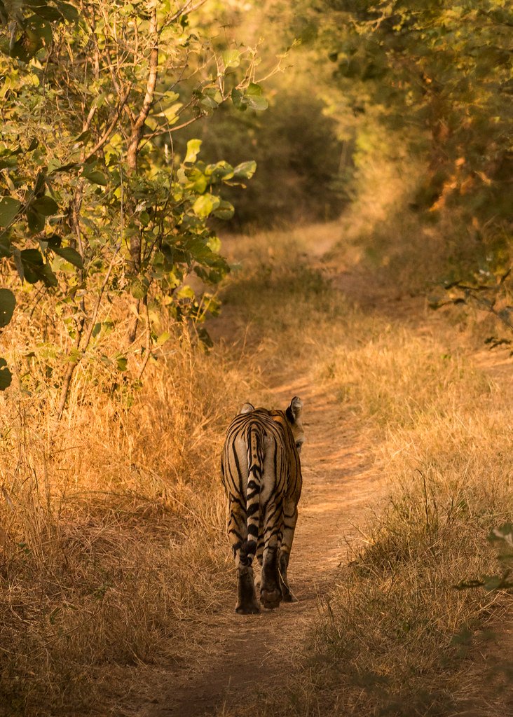 The Economics of Extinction (image credits: flickr)