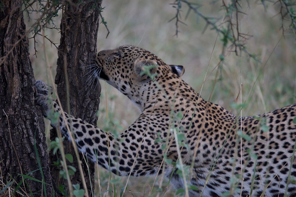 Territorial Titans of the Jungle (image credits: flickr)