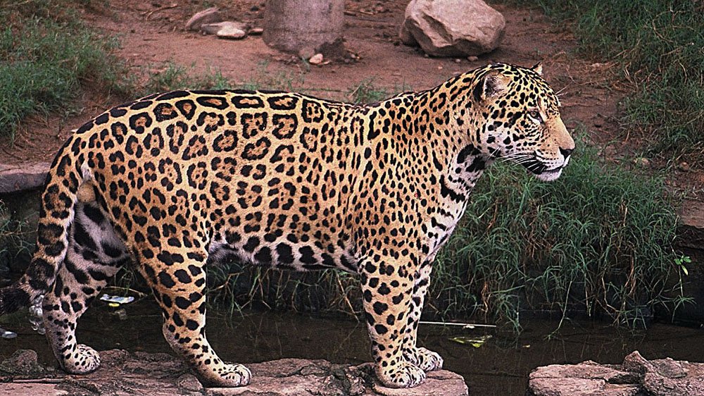 The Night Hunter's Domain (image credits: wikimedia)