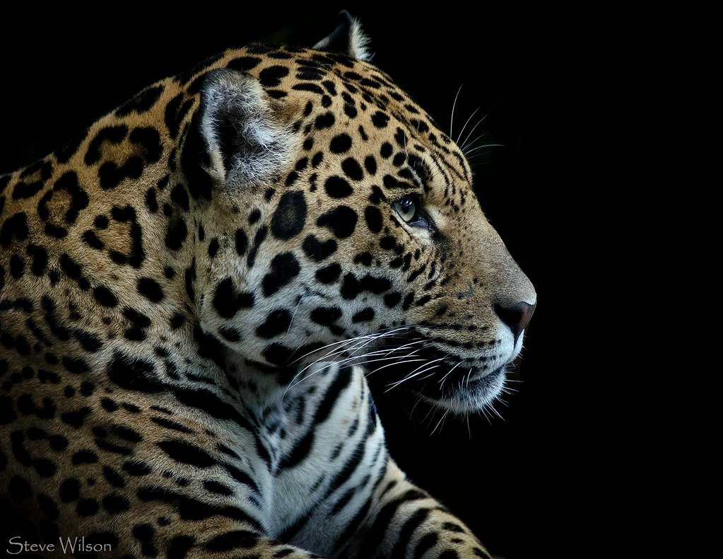 The Amazon's Living Legend (image credits: flickr)