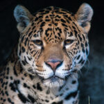 Panthera Onca — Inside the Life of the Jaguar, the Amazon's Apex Predator