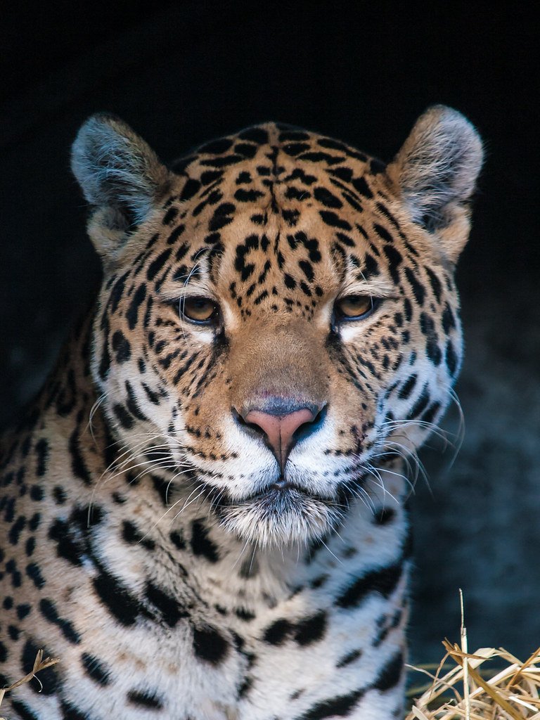 Panthera Onca — Inside the Life of the Jaguar, the Amazon's Apex Predator