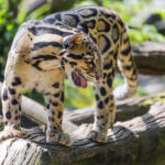 The Conservation Challenge